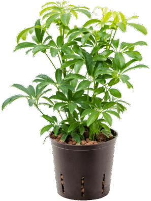 Echeveria Succulent Schefflera Umbrella Plant