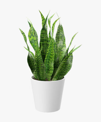 Sansiverya