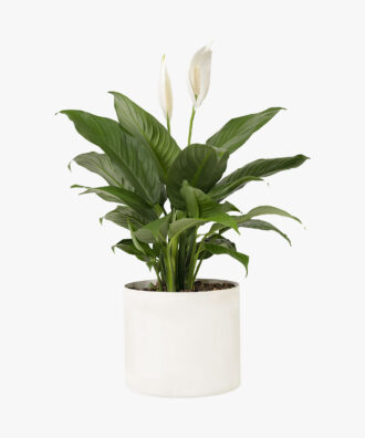 Spathiphyllum
