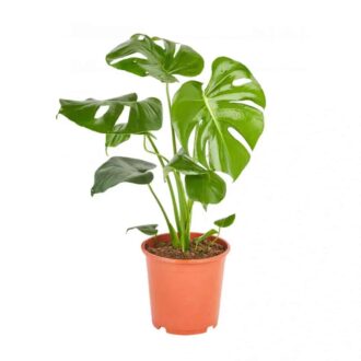 monstera deliciosa