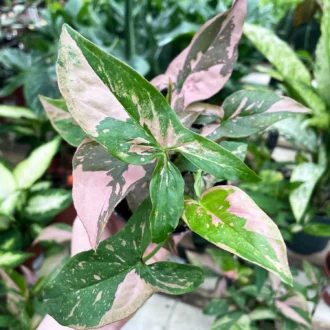 syngonium podophyllum pink splash