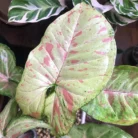 3260.-Syngonium-confetti-station.variegation-s.jpg