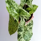 5920455408_w1280_h640_singonium-mottled-mohito