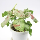PlanteTropicaleInterieurSyngoniumConfettiPot