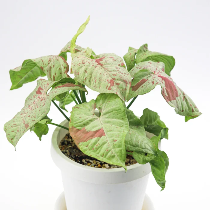 PlanteTropicaleInterieurSyngoniumConfettiPot