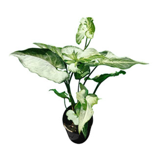 Syngonium podophyllum 'Three Kings