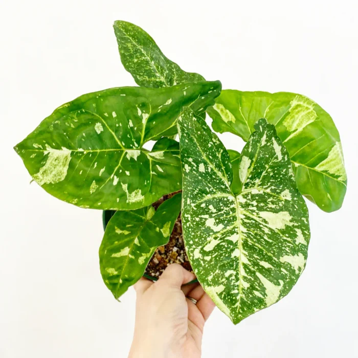 Syngonium-Panda-2