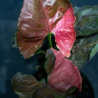 Syngonium-Strawberry-ice-04728-scaled