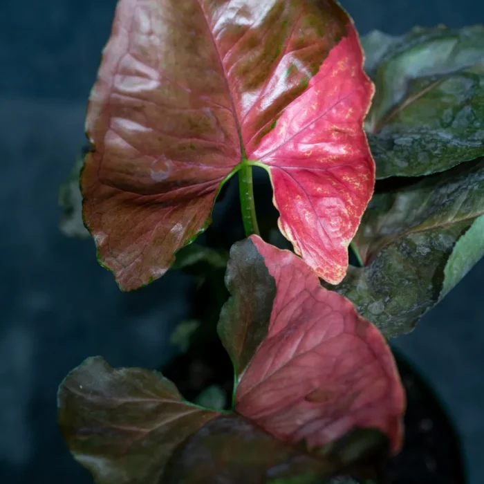 Syngonium-Strawberry-ice-04728-scaled