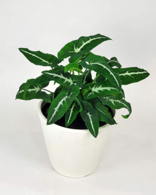 syngonium wendlandii