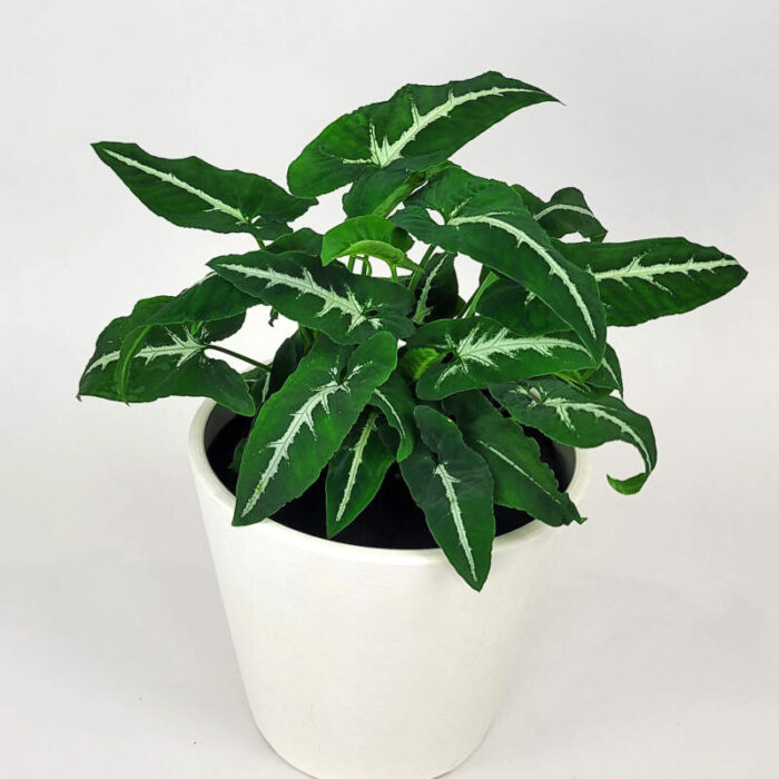 Syngonium-Wenlandii-Main-800x1000-1
