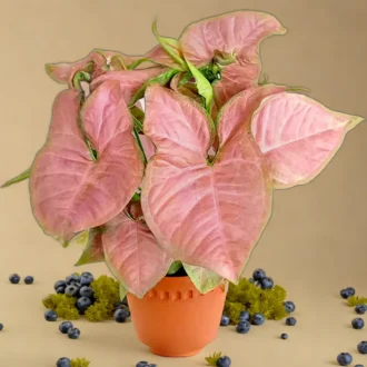 syngonium pink