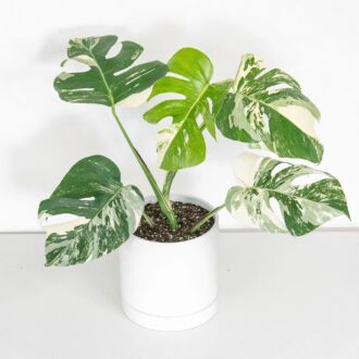 monstera albo