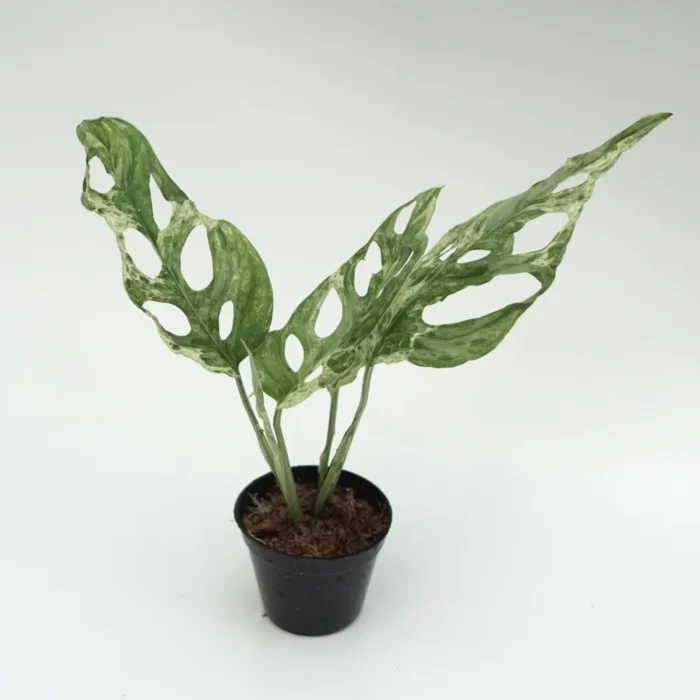 نبتة مونستيرا ادنسوني مينت فار (Monstera adansonii Mint Variegata) هي نوع نادر من نبات المونستيرا، والمعروف أيضًا باسم "نبات القفص الصدري" أو "الجبنة السويسرية". تتميز هذه النبتة بأوراقها الخضراء الفاتحة (النعناعية) مع تداخل وتداخلات بيضاء وكريمية، مما يجعل كل ورقة فريدة من نوعها.