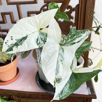 syngonium albo varegata