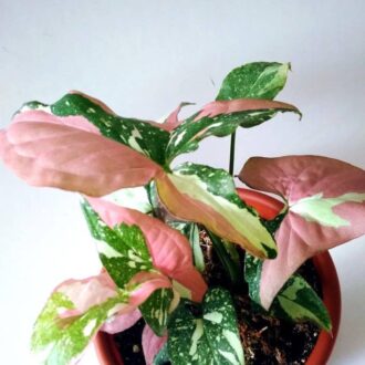 syngonium red spot tricolor