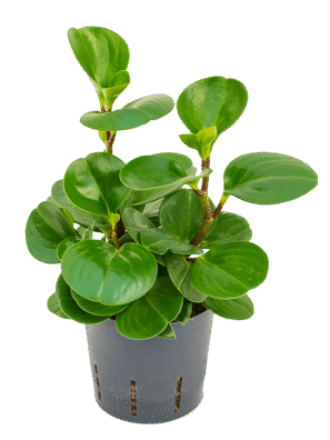 Peperomia obtusifolia