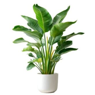 strelitzia