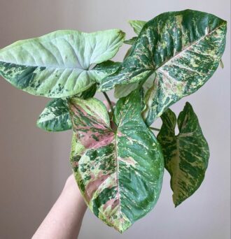 Syngonium Confetti Tricolor