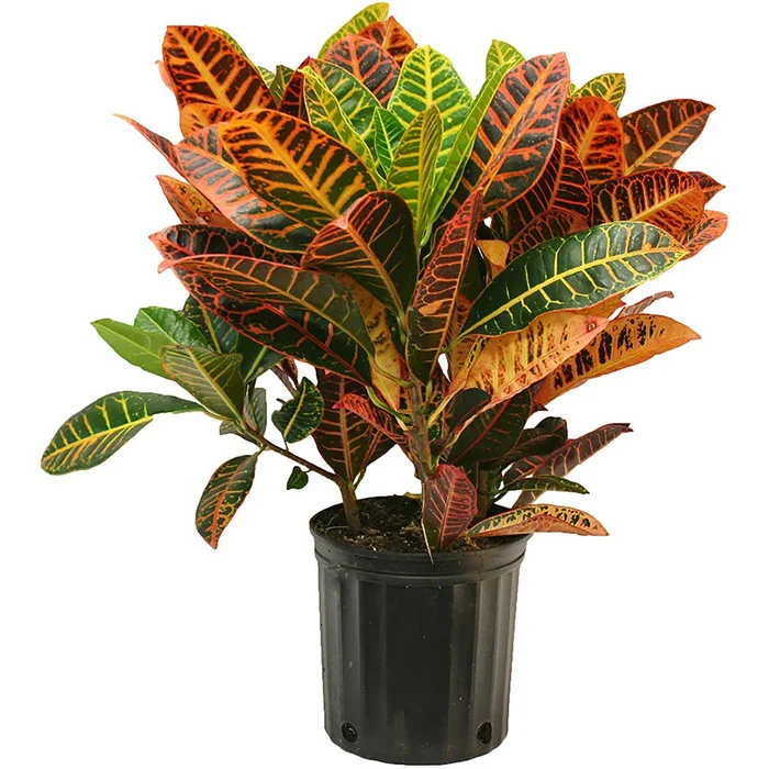 46.CrotonPetra10inch_1024x1024_51814a13-4d88-4823-b1b0-4777994e0575_700x700