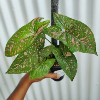 Syngonium Pink Splash