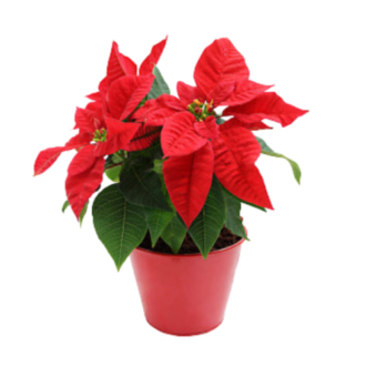 Poinsettia