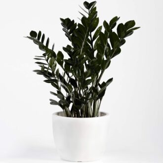 Zamioculcas zamiifolia 'Dowon