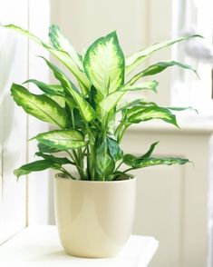 Dieffenbachia