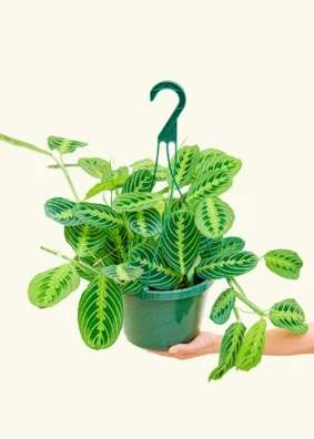 Maranta leuconeura 'Lemon Lime