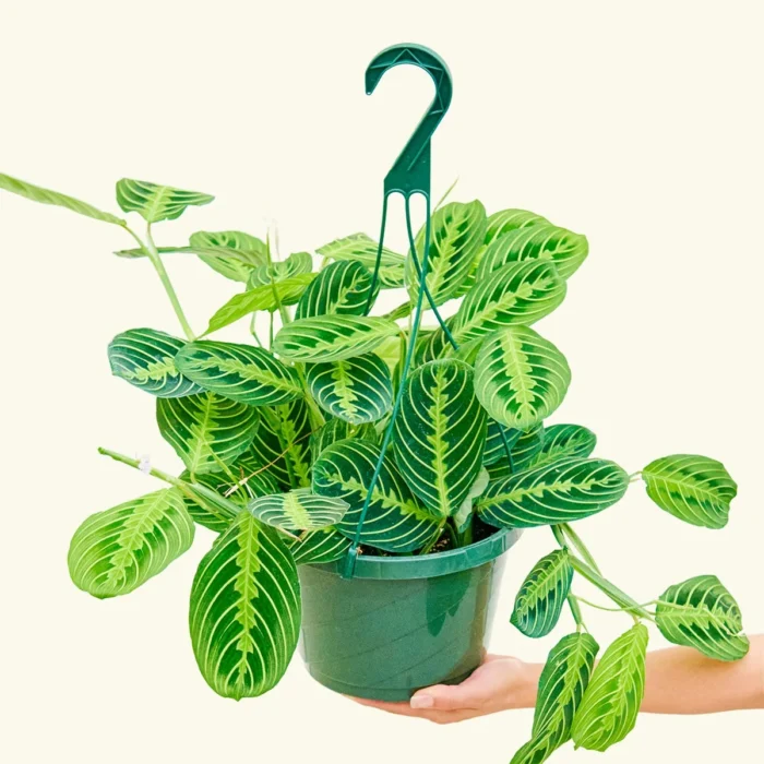 8MARANTA_LEMONLIME-3_afa881db-ccba-499f-8d00-00526283f448