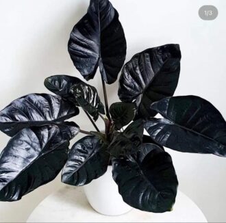 Alocasia black magic