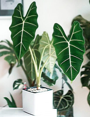 alocasia frydek