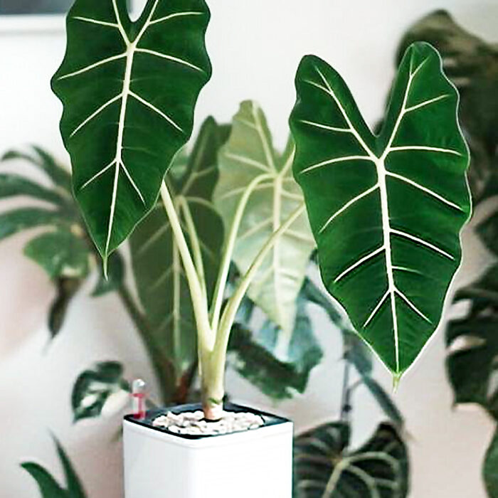 Alocasia-Frydek-Alocasia-Green-Velvet