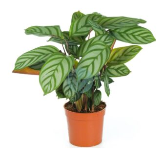 calathea exotica