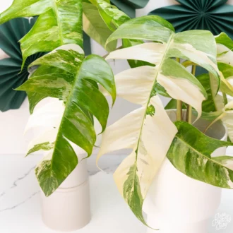 Epipremnum pinnatum albo