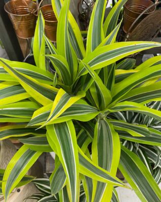 Dracaena Lemon Lime