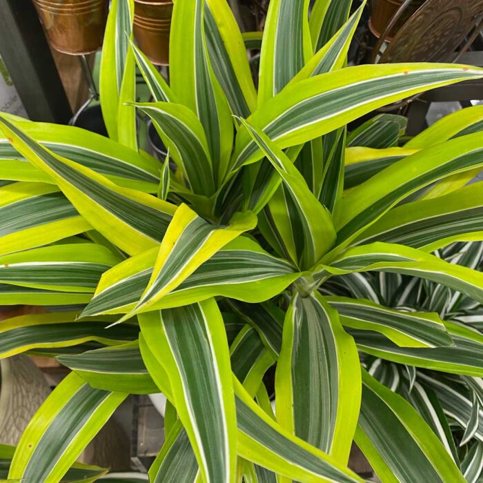 Dracaena-Lemon-Lime