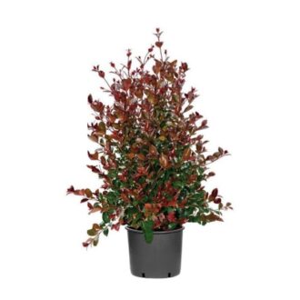 Eugenia uniflora 'Etna Fire