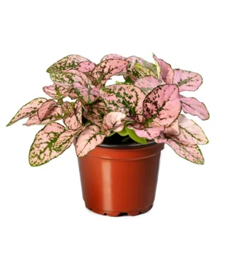 Hypoestes phyllostachya 'Pink Splash