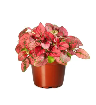 hypoestes green and red