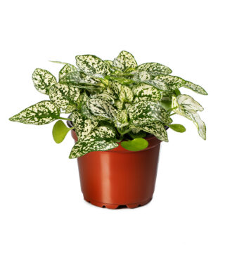 Hypoestes white and green