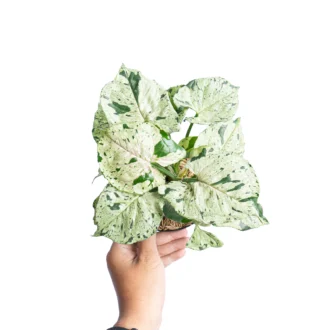 syngonium green splash