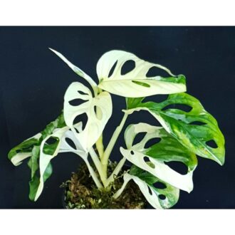 Monstera adansonii albo variegata