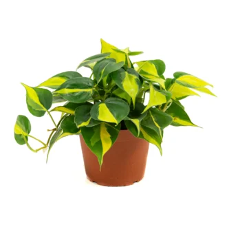 Philodendron 'Brasil