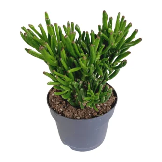 Crassula Gollum