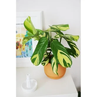 Calathea pilosa