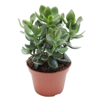Crassula ovata