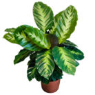 calathea-misto-600x600