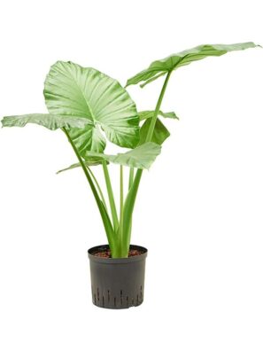 Alocasia vert