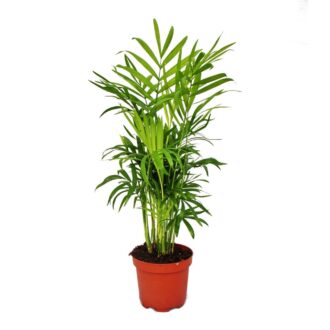 Chamaedorea